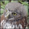 aqubiwyx's Avatar