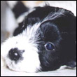 awexaq's Avatar